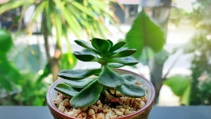 Jeszcze w styczniu połóż to na parapecie. Zapewnisz szczęście całej rodzinie