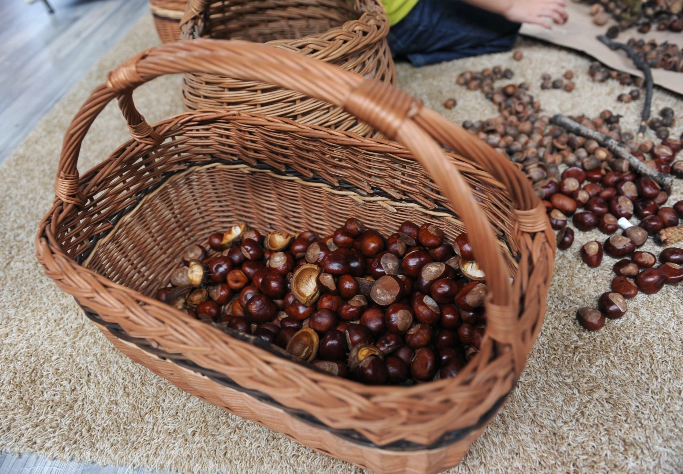 Ceny, które skupy oferują na kasztany, są dosyć rozbieżne i różnią się w zależności od regionu Polski 