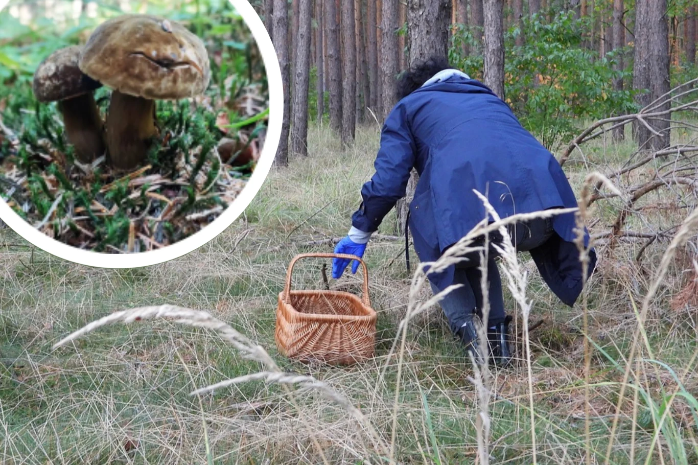 Grzybiec purpurowozarodnikowy to koszmar każdego grzybiarza. Lepiej nie pomyl go z koźlarzem babką. Źródło Pixabay/ Facebook: Leśne Wędrowanie - Mk Grzybiec purpurowozarodnikowy to koszmar każdego grzybiarza. Lepiej nie pomyl go z koźlarzem babką. Źródło Pixabay/ Facebook: Leśne Wędrowanie - Mk