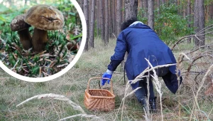 Ten grzyb jest gorszy niż wściekła teściowa. Nie pomyl go z koźlarzem, bo gorzko pożałujesz