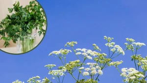 To jedna z najbardziej trujących roślin w Polsce. Do złudzenia przypomina pietruszkę