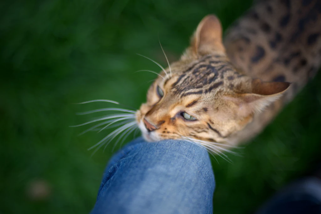 Koty poprzez ocieranie pozostawiają swoje feromony
