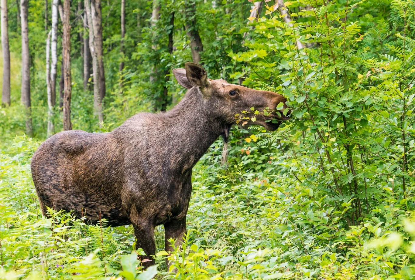 Łosie coraz śmielej pojawiają się wśród zabudowań Łosie coraz śmielej pojawiają się wśród zabudowań w Warszawie. Jak tłumaczy ekspertka, powodów takiego zachowania jest kilka. Chodzi m.in. o to, że zwierzęta nie mają zbyt wielu naturalnych wrogów i z reguły nie boją się ludzi