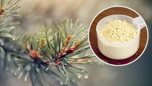 Pyłek sosnowy ma wiele właściwości odżywczych i może być stosowany wewnętrznie, jak i zewnętrznie na zmiany skórne 