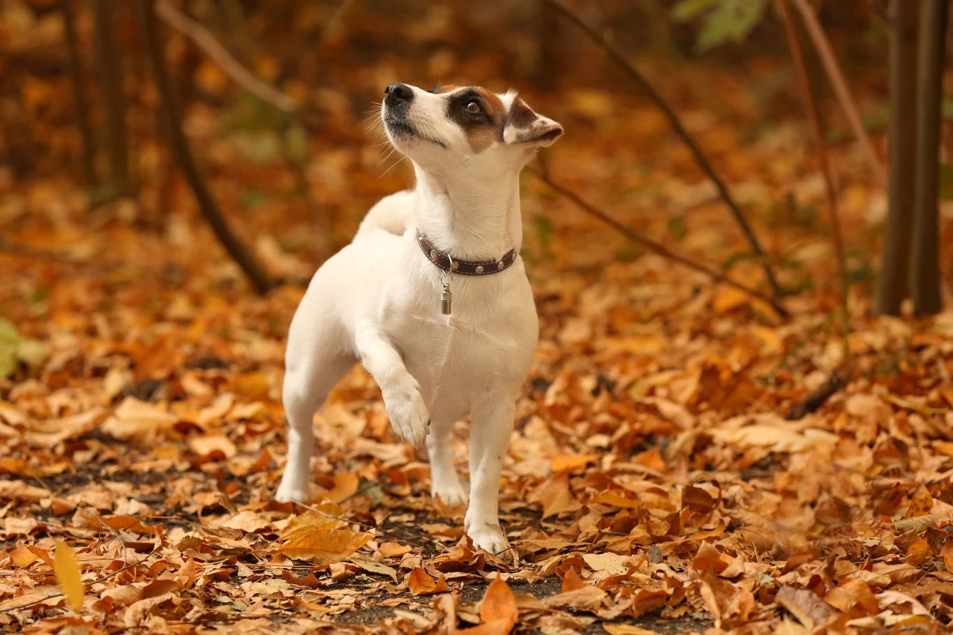Przy analizie jednego sygnału psa, ważna jest także analiza innych szczegółów Przy analizie jednego sygnału psa, ważna jest także analiza innych szczegółów