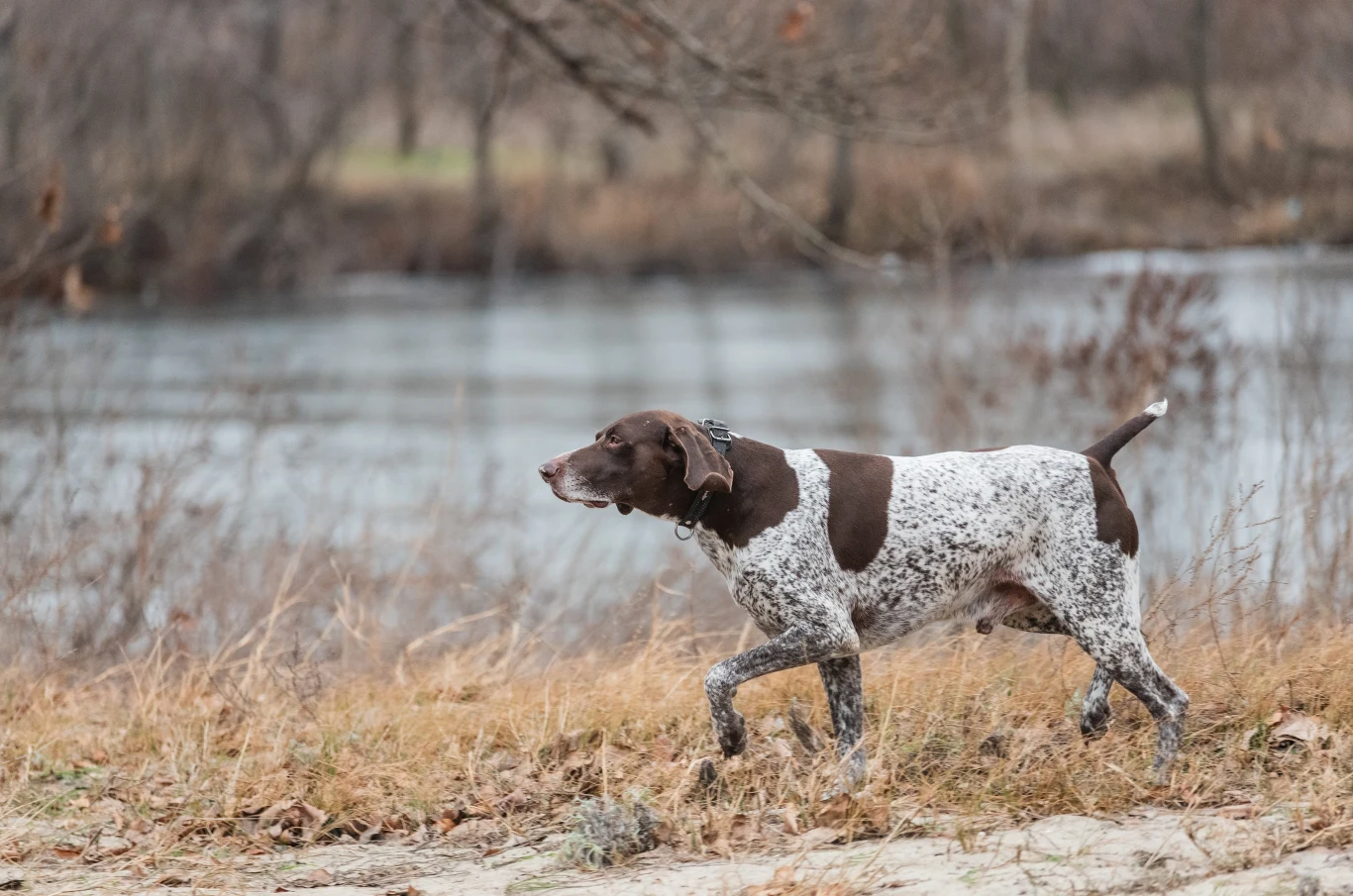 Pozycja "stójki" jest charakterystyczna dla psów myśliwskich Pozycja "stójki" jest charakterystyczna dla psów myśliwskich
