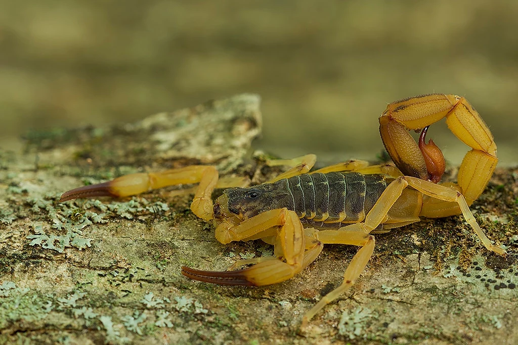 Skorpion Tityus serrulatus Skorpion Tityus serrulatus