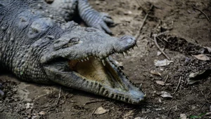 Był rekordowo wielkim krokodylem i "szefem rzeki". Gigant miał ponad 7 m długości