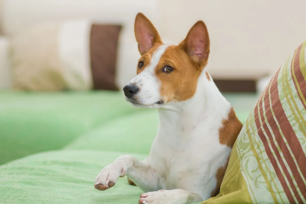 Pies unosi łapę. Co może to oznaczać? Pies unosi łapę. Co może to oznaczać?