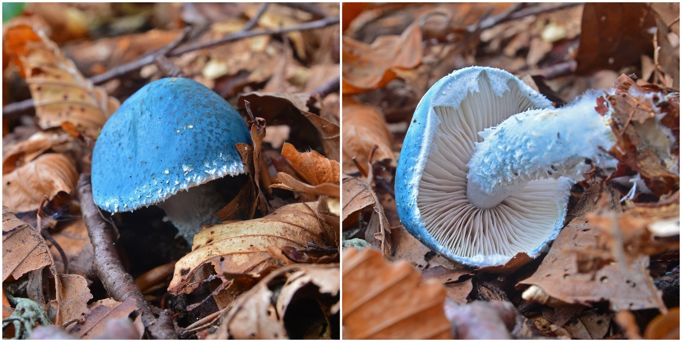 W lasach pojawił się nietypowy, niebieski grzyb W lasach pojawił się nietypowy, niebieski grzyb