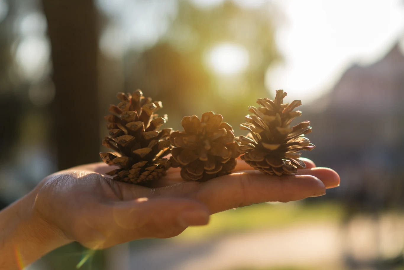 Do czego wykorzystać suszone szyszki? Do czego wykorzystać suszone szyszki?
