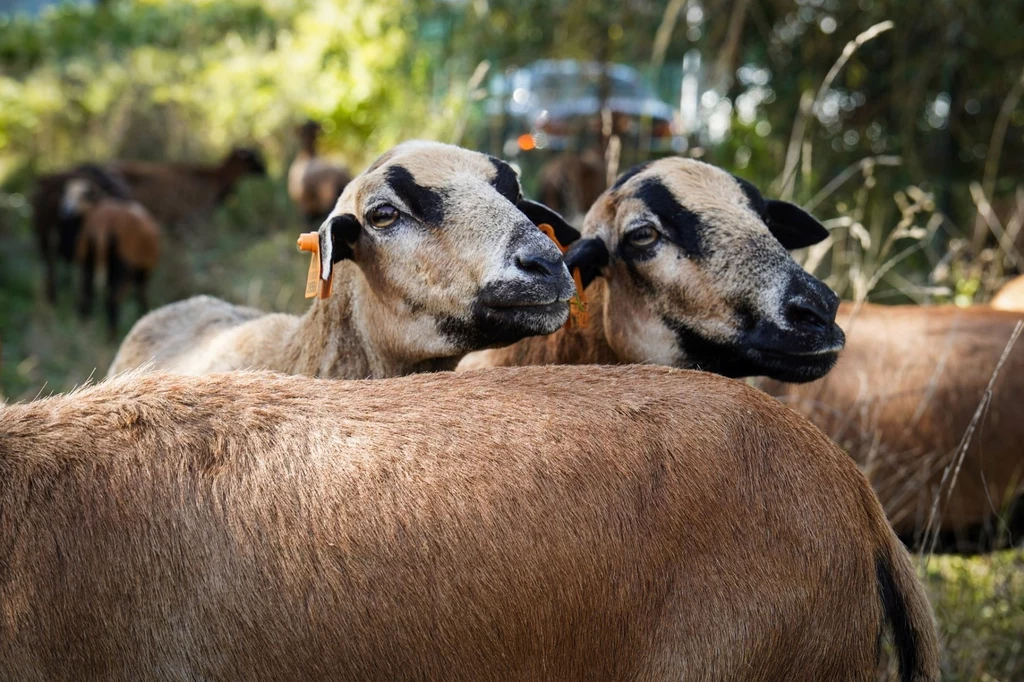 Wyliczono, że jedna owca kaukaska pielęgnuje dziennie aż 10 metrów kwadratowych trawy. Wcześniej zwierzęta sprawdziły się także na terenach zieleni w Gliwicach