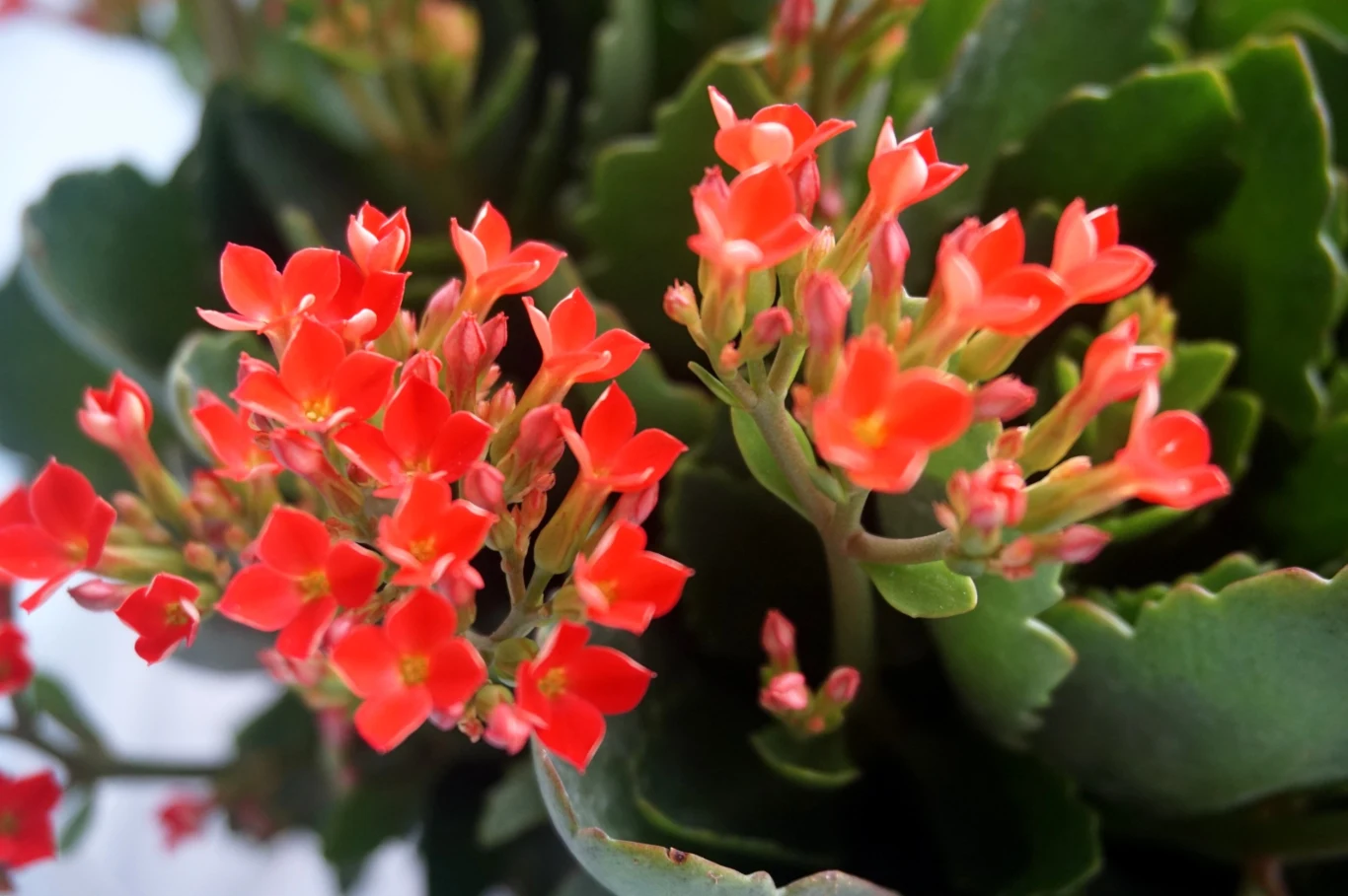 Uprawa kalanchoe przynosi dużo satysfakcji