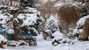 Mrozoodporne rośliny do ogrodu. Przetrwają nawet bardzo niskie temperatury 