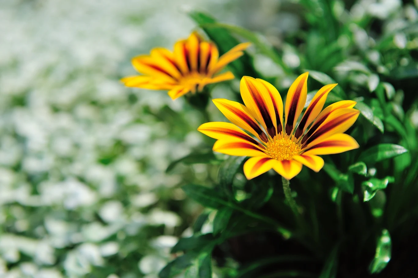 Gazania to oryginalna wersja chryzantemy. Ustaw ją na nagrobku, a na pewno przyciągnie wzrok Gazania to oryginalna wersja chryzantemy. Ustaw ją na nagrobku, a na pewno przyciągnie wzrok