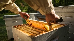 Pasiek w Polsce przybywa, ale wciąż musimy importować więcej miodu niż go produkujemy