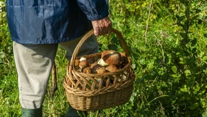 Wygląda jak jadalny prawdziwek, a jest silnie trujący. Nie wkładaj do koszyka