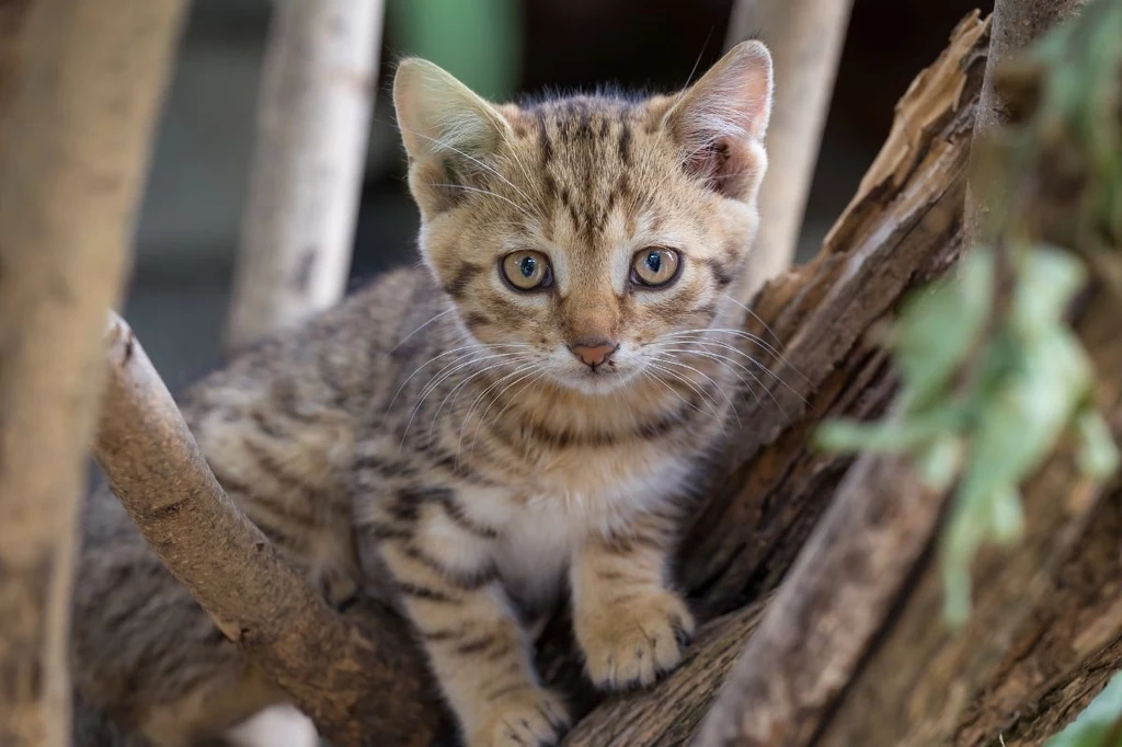 Zaskoczył ich widok w polskim lesie. Rowerzyści znaleźli gromadkę małych kotków. Pomogli policjanci