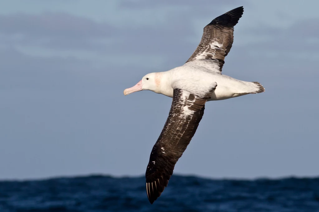 Albatrosy mogą pokonywać setki kilometrów w poszukiwaniu pożywienia. 