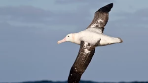 Albatrosy mają niezwykłą zdolność. "Pożyczyły" ją od nietoperzy