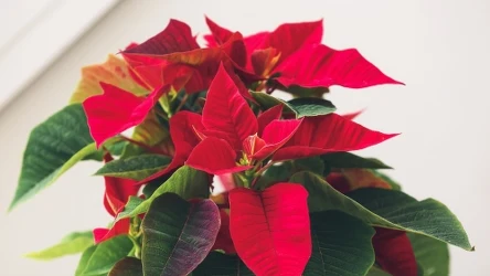 Co zrobić z gwiazdą betlejemską po świętach? 