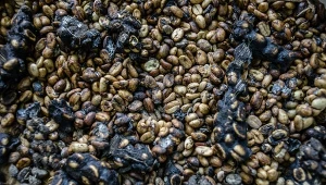 Ziarna zebrane z odchodów łaskunów na plantacji kopi luwak w dystrykcie Ubud (Bali, Indonezja)