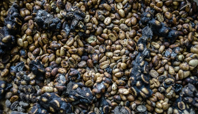 Ziarna zebrane z odchodów łaskunów na plantacji kopi luwak w dystrykcie Ubud (Bali, Indonezja)