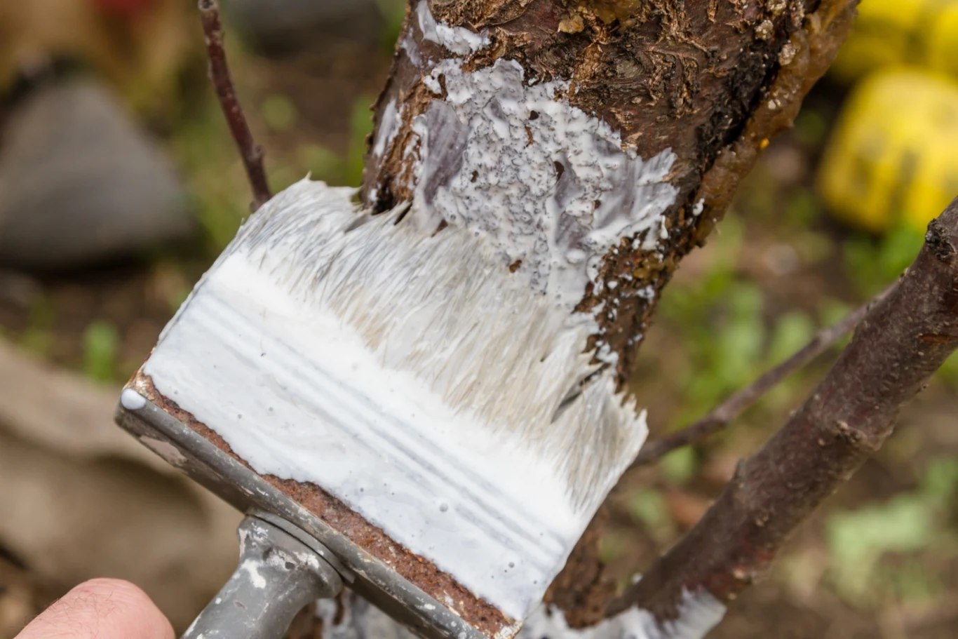 Bieleniem drzewek owocowych najlepiej zająć się jeszcze w listopadzie albo grudniu Bieleniem drzewek owocowych najlepiej zająć się jeszcze w listopadzie albo grudniu