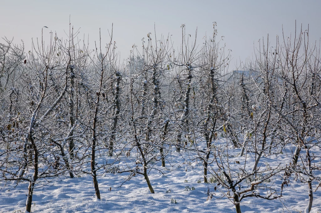Czy drzewka owocowe należy zabezpieczać przed zimą?