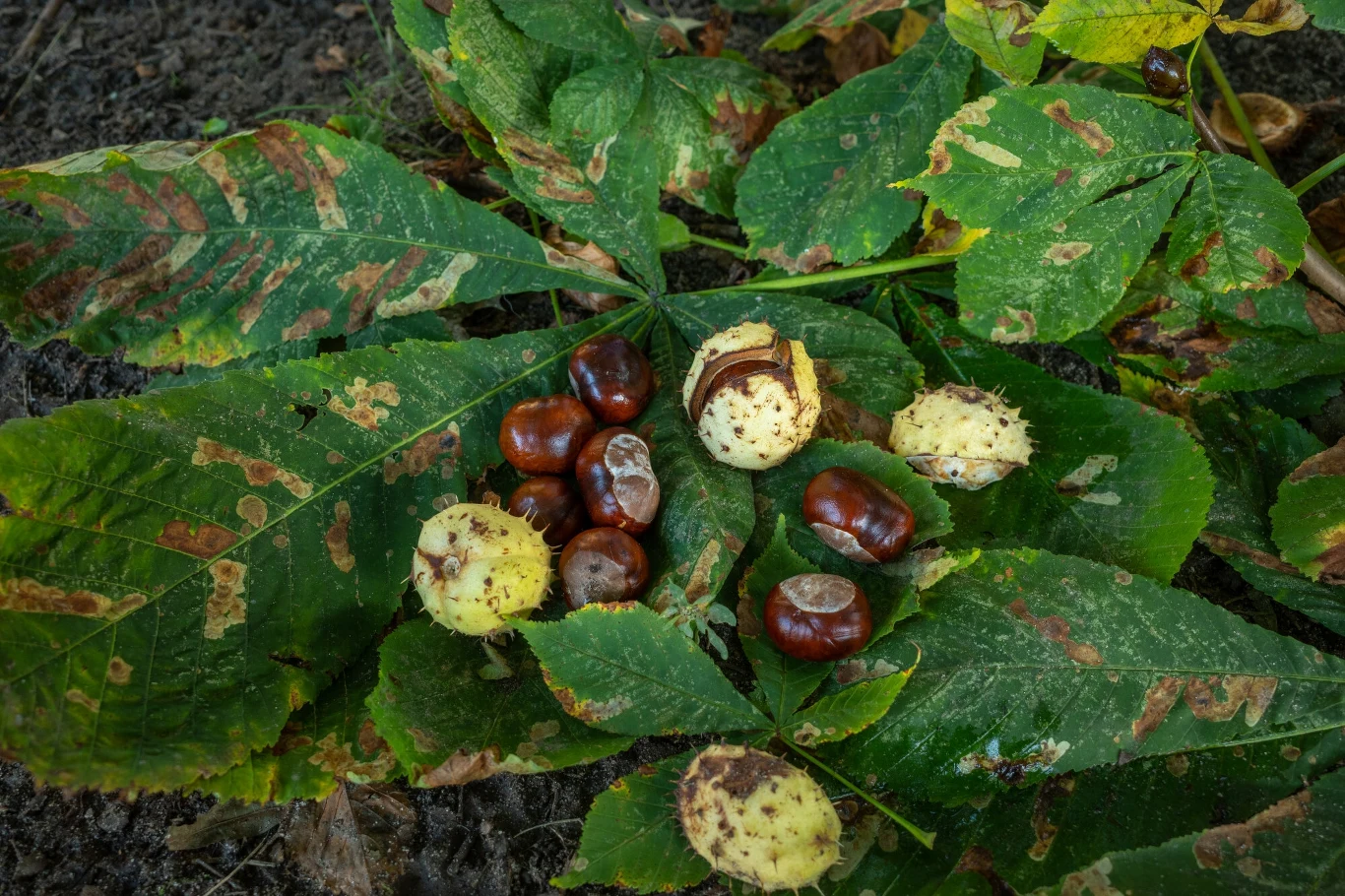 Związki zawarte w kasztanach mogą być niebezpieczne zarówno dla ludzi, jak i psów 