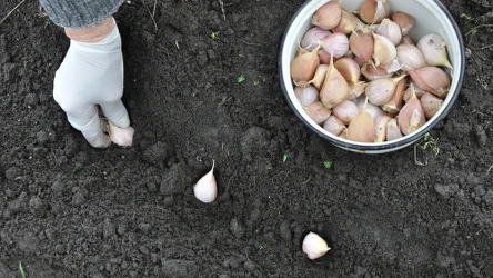 Na jaki termin przypada sadzenie czosnku wiosną?