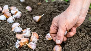 Jesienne sadzenie czosnku ozimego. Kiedy, jak i gdzie? Odpowiadamy na nurtujące pytania