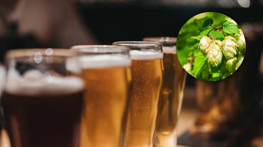 Smak i cena piwa mogą się zmienić, bo zmieni się jakość i ilość plonów chmielu