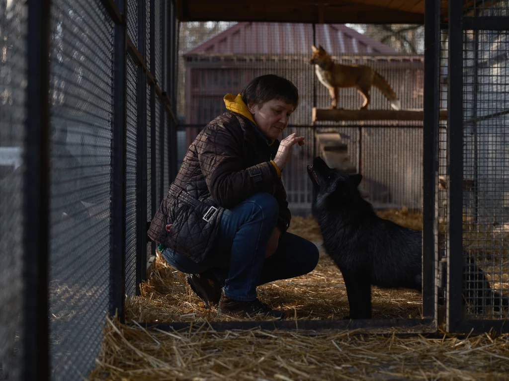 Po udanej ewakuacji zwierząt z Ukrainy osoby, które je uratowały odwiedziły je później w poznańskim zoo