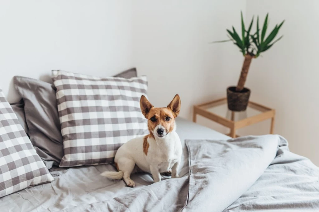 Dlaczego pies wybiera twoje łóżko? Ma ku temu istotny powód