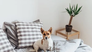 Twój pies woli zasypiać w twoim łóżku? Jego wybór jest nieprzypadkowy. Sprawdź, dlaczego to robi