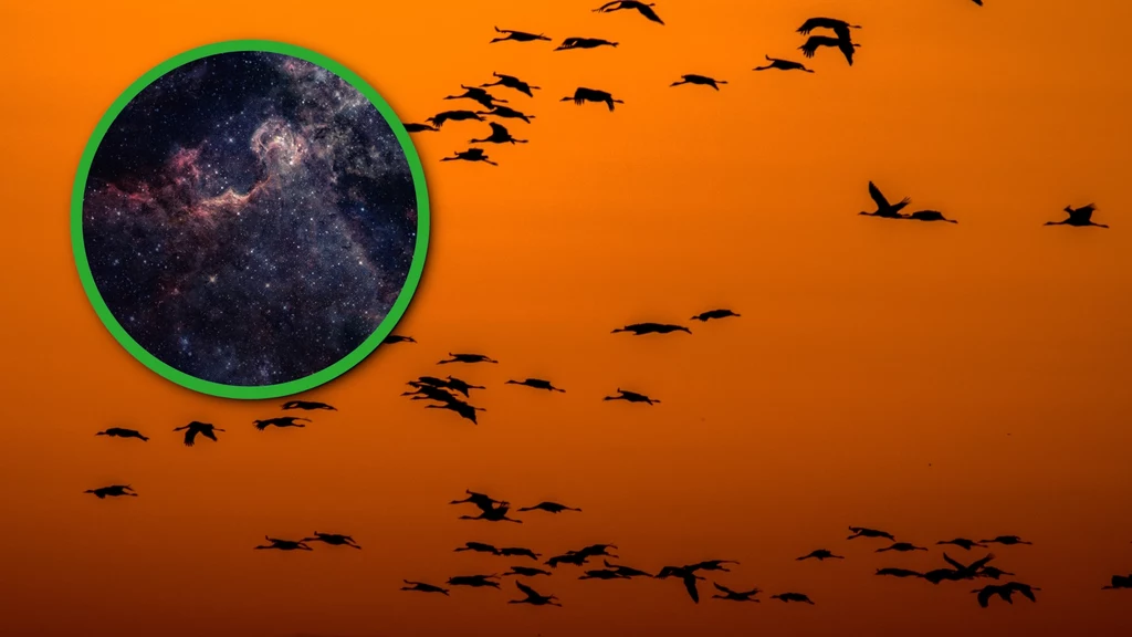 Okazuje się, że migracje ptaków są zależne m.in. od pogody kosmicznej i rozbłysków słonecznych