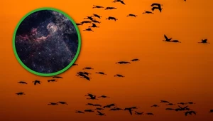 Co ma kosmos do migracji ptaków? Więcej niż myśleliśmy