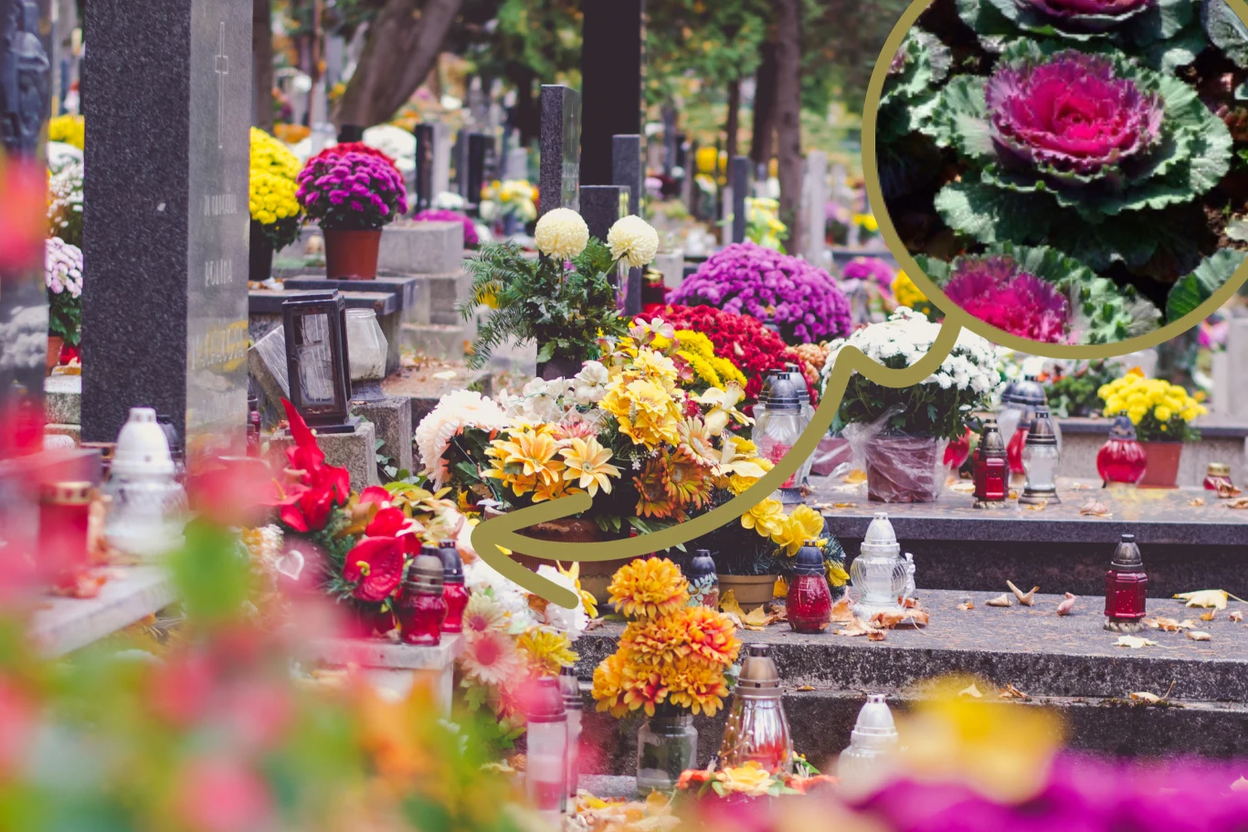 Widok kapusty ozdobnej na nagrobku na pewno zrobi wrażenie