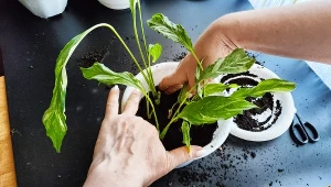 Postaw tę roślinę na parapecie. Wilgoć zniknie z okien raz, dwa