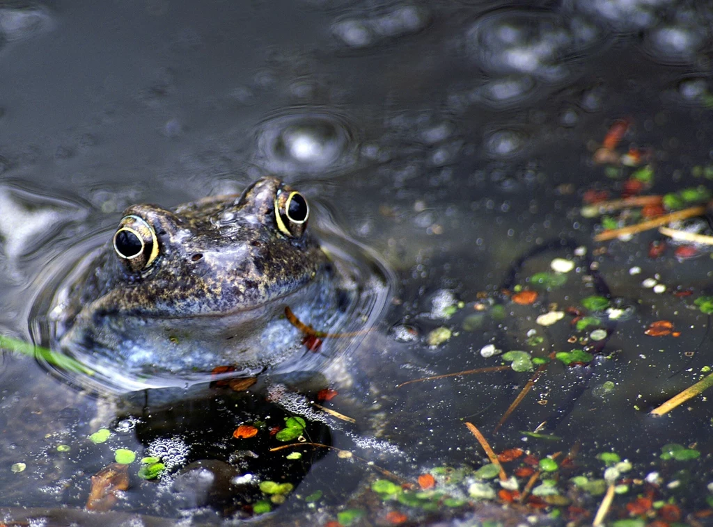 Samice żaby trawnej stosują proste triki, by uniknąć natrętów. Są skuteczne i działają