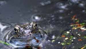 Przedziwne deszcze. Fenomen z pogranicza meteorologii i fizyki