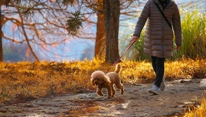 Czy dziecko może wyjść samo z psem na spacer? Lepiej zwróć na to uwagę