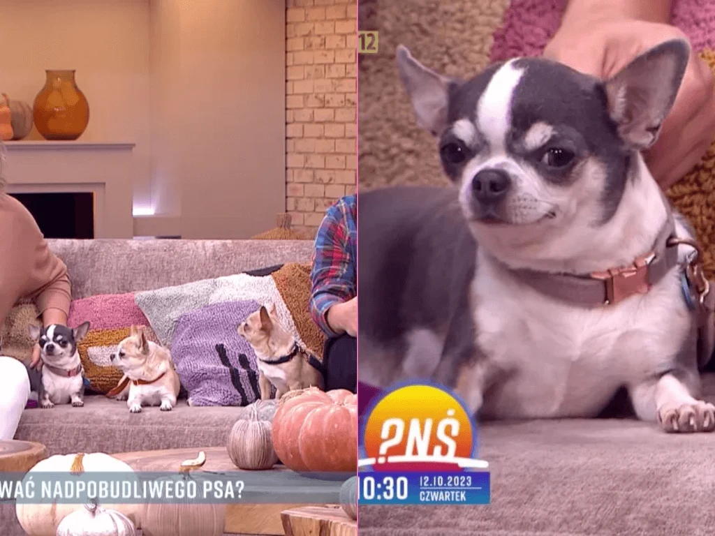 Dantejskie sceny w "Pytanie na śniadanie". Tomaszewska nie wiedziała, co robić