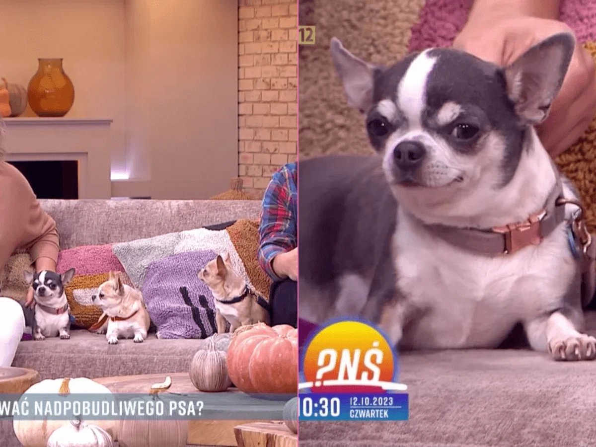 Dantejskie sceny w "Pytanie na śniadanie". Tomaszewska nie wiedziała, co robić