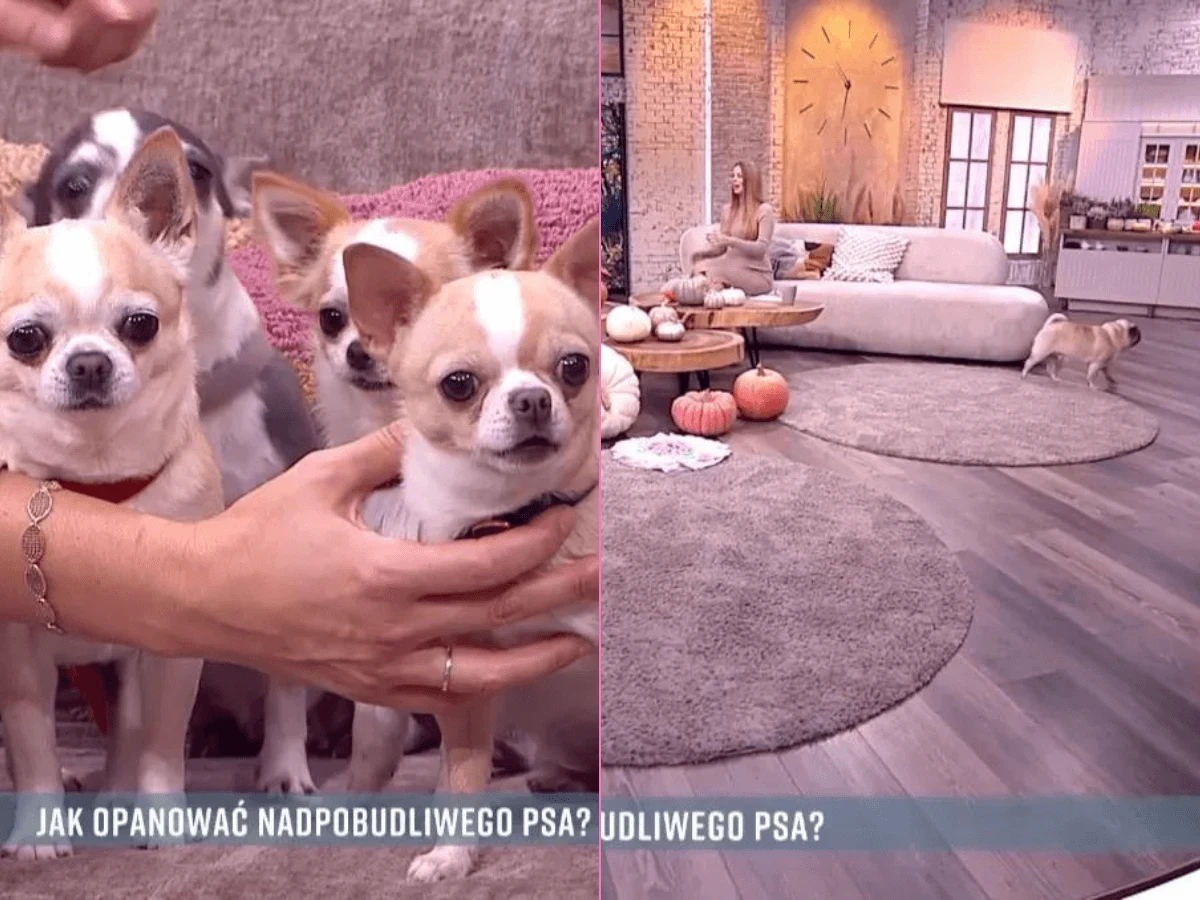 Dantejskie sceny w "Pytanie na śniadanie". Tomaszewska nie wiedziała, co robić