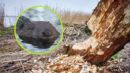 Po pięciu wiekach nieobecności bobry zadomowiły się we Włoszech. Ich populacja odradza się naturalnie, ale też za sprawą nielegalnych działań