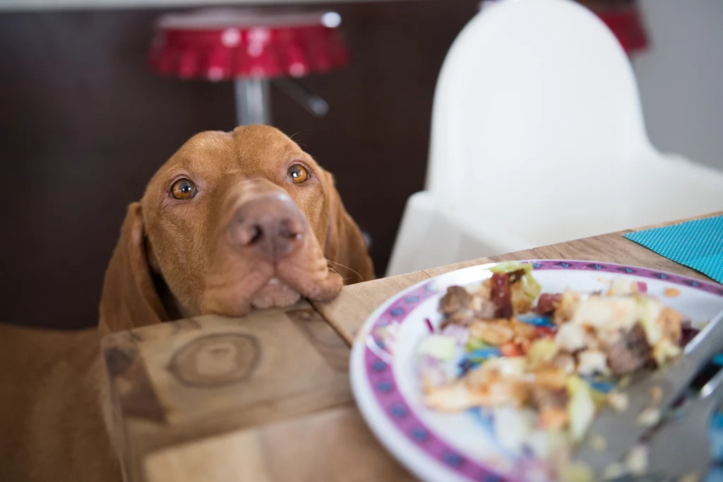 Współdzielenie talerza z psem może pociągać za sobą długofalowe konsekwencje zdrowotne 