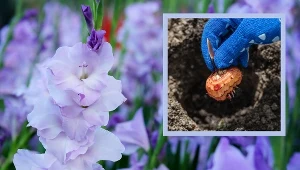 Wykonaj ten zabieg teraz, a mieczyki ci podziękują. Jak o nie zadbać przed zimą? 