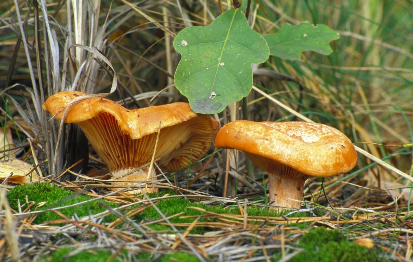 Niektóre gatunki grzybów nie nadają się do suszenia. Niektóre gatunki grzybów nie nadają się do suszenia.